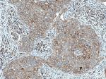 FABP7 Antibody in Immunohistochemistry (Paraffin) (IHC (P))