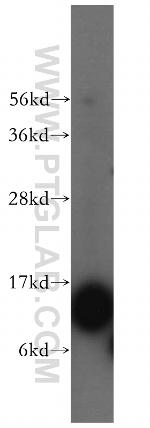 FABP7 Antibody in Western Blot (WB)