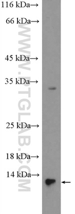 FABP7 Antibody in Western Blot (WB)