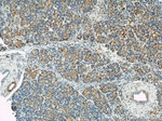 GEFT Antibody in Immunohistochemistry (Paraffin) (IHC (P))