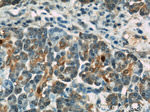 GEFT Antibody in Immunohistochemistry (Paraffin) (IHC (P))