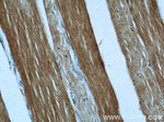 GEFT Antibody in Immunohistochemistry (Paraffin) (IHC (P))