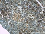 GEFT Antibody in Immunohistochemistry (Paraffin) (IHC (P))