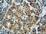 GEFT Antibody in Immunohistochemistry (Paraffin) (IHC (P))