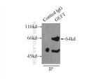 GEFT Antibody in Immunoprecipitation (IP)