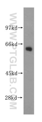 GEFT Antibody in Western Blot (WB)