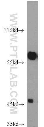 GEFT Antibody in Western Blot (WB)