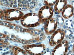 SLC25A6 Antibody in Immunohistochemistry (Paraffin) (IHC (P))