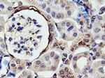 Myh9 Antibody in Immunohistochemistry (Paraffin) (IHC (P))