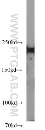 Myh9 Antibody in Western Blot (WB)