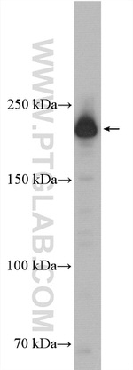 Myh9 Antibody in Western Blot (WB)