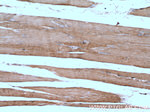 CRLS1 Antibody in Immunohistochemistry (Paraffin) (IHC (P))