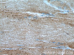 CRLS1 Antibody in Immunohistochemistry (Paraffin) (IHC (P))