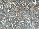 CRLS1 Antibody in Immunohistochemistry (Paraffin) (IHC (P))