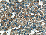 CRLS1 Antibody in Immunohistochemistry (Paraffin) (IHC (P))