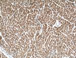 CRLS1 Antibody in Immunohistochemistry (Paraffin) (IHC (P))