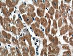 CRLS1 Antibody in Immunohistochemistry (Paraffin) (IHC (P))