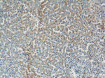 SEC61B Antibody in Immunohistochemistry (Paraffin) (IHC (P))