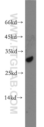 CRISP3 Antibody in Western Blot (WB)