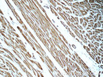 KLHL14 Antibody in Immunohistochemistry (Paraffin) (IHC (P))