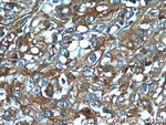 KLHL14 Antibody in Immunohistochemistry (Paraffin) (IHC (P))