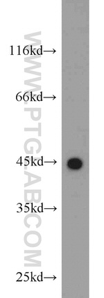 KLHL14 Antibody in Western Blot (WB)