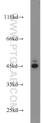 KLHL14 Antibody in Western Blot (WB)