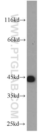 KLHL14 Antibody in Western Blot (WB)
