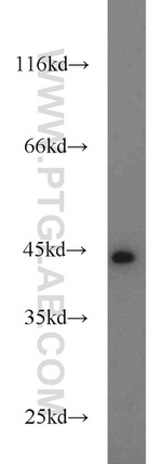 KLHL14 Antibody in Western Blot (WB)