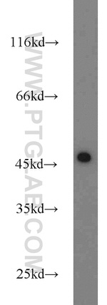 KLHL14 Antibody in Western Blot (WB)