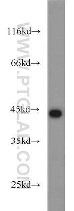 KLHL14 Antibody in Western Blot (WB)