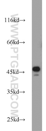 KLHL14 Antibody in Western Blot (WB)