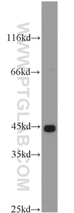 KLHL14 Antibody in Western Blot (WB)