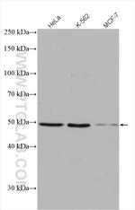 Phospho-Gsk3b (Ser389) Antibody in Western Blot (WB)
