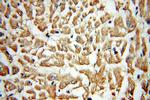 Collagen Type VI Antibody in Immunohistochemistry (Paraffin) (IHC (P))