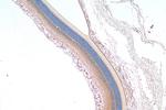 RD3 Antibody in Immunohistochemistry (Paraffin) (IHC (P))