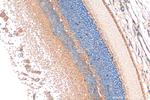 RD3 Antibody in Immunohistochemistry (Paraffin) (IHC (P))