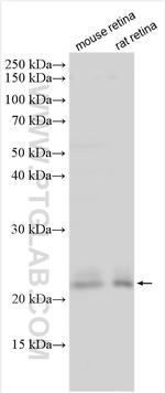 RD3 Antibody in Western Blot (WB)