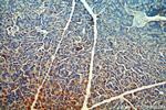 CTRL Antibody in Immunohistochemistry (Paraffin) (IHC (P))