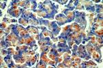 CTRL Antibody in Immunohistochemistry (Paraffin) (IHC (P))