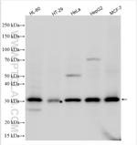GTF2H3 Antibody in Western Blot (WB)