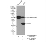 AKTIP Antibody in Immunoprecipitation (IP)