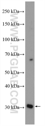 AKTIP Antibody in Western Blot (WB)