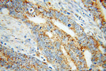 MCCC1 Antibody in Immunohistochemistry (Paraffin) (IHC (P))