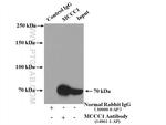 MCCC1 Antibody in Immunoprecipitation (IP)