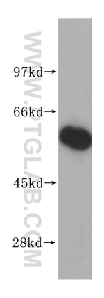APPBP1 Antibody in Western Blot (WB)