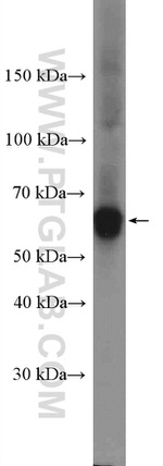 APPBP1 Antibody in Western Blot (WB)