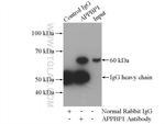 APPBP1 Antibody in Immunoprecipitation (IP)