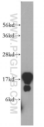 Plasmolipin Antibody in Western Blot (WB)