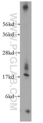 Plasmolipin Antibody in Western Blot (WB)
